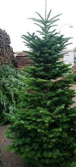Adding decorations to the outside of the. Noble Fir Christmas Tree Noble Fir Cork Christmas Trees