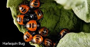 Bad Garden Pests Identifying And Controlling Garden Bugs