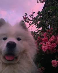 Sseaa Adli Kullanicinin Oboi Panosundaki Pin Samoyed Bebek Kopekler Sevimli Hayvan Yavrulari