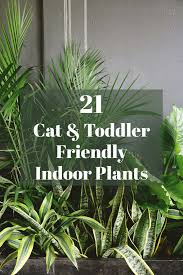 Make sure you research the plant before. 21 Cat Toddler Friendly Indoor Plants Indoor Plants Pet Friendly Cat Safe Plants Safe House Plants