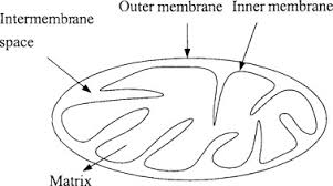 An organism made up of cells that contain their dna in a nucleus [examples: Organelles An Overview Sciencedirect Topics