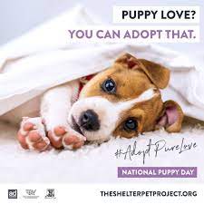 Since 2009, they have placed over 2,000 animals with their underdog rescue minnesota started with an adorable pitbull puppy, lucy, and a tiny toy poodle, lily, in 2000. National Puppy Day Puppy Day The Shelter Pet Project National Puppy Day
