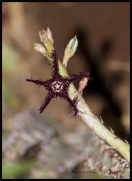 Image result for Asclepias adscendens