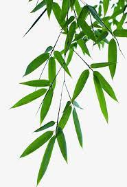 Bamboo Leaves Effect Bamboo Leaves Blue Map Leaf Bamboo Png Image Bamboo Leaves Bamboo Art Leaves