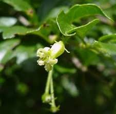 Image result for Canthium glaucum