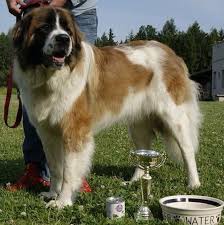 moscow watchdog porody sobak senbernar sobaki