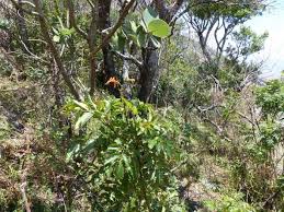 Image result for Tecomaria nyassae