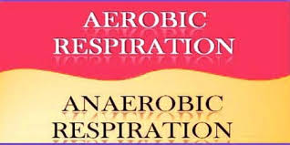 This is because the other stages need oxygen, whereas glycolysis does not, and there was no oxygen. Importance Of Aerobic Respiration And Anaerobic Respiration Qs Study