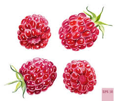 30点のラズベリーのイラスト素材 クリップアート素材 マンガ素材 アイコン素材 getty images イラスト クリップアート アイコン素材