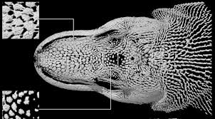 Maybe you would like to learn more about one of these? Here S Why Komodo Dragons Are The Toughest Lizards On Earth
