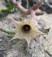 Image result for Huernia leachii