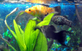 Mollies Eating The Black Algae Sorry About Photo Quality Planted Aquarium Fish Pet Algae