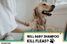 Buy baby dog shampoo and get the best deals at the lowest prices on ebay! Will Baby Shampoo Kill Fleas On Dogs Here S The Answer My Happy Husky