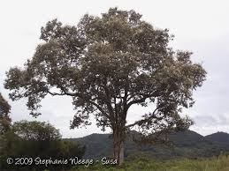 Image result for Cordia pilosissima