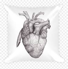 Anatomical heart with flowers svg. Anatomical Heart Realistic Drawing Of Heart Anatomy Hd Png Download Vhv