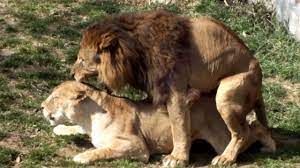Copulation of the lion. Tama Zoological Park.ライオンの交尾。多摩動物公園 - YouTube