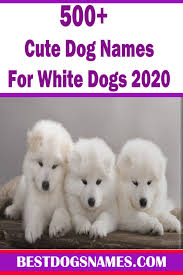 cute dog names for white dogs dog names cute names for dogs best dog names