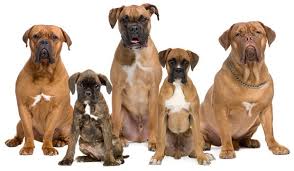I've tried to cover healthier and safer options for adults, seniors, and puppies. Best Dog Food For Boxers The Munch Zone