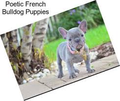 Wantedoldmotorcycles.com) pic hide this posting restore restore this posting French Bulldog Dogs For Sale In Virginia Beach Agriseek Com