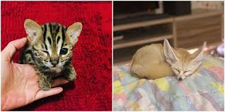 Savannah spent most of her childhood in her family's orange park, fl pet store. Florida Animal Laws Allow You To Own Some Surprising Exotic Animals As Pets Narcity
