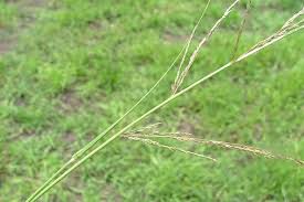 Image result for Sporobolus natalensis