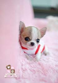Teacup Chihuahua Puppies Cute Animals Chihuahua Puppies