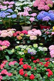 We did not find results for: My Own Parisian Window Boxes Geraniums In Paris Landen Kerr