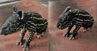 Dinosaur jenis ini belum diberikan nama secara rasmi. Cleotapir Tapirwer Kelakar Betul Netizen Bagi Cadangan Nama Anak Tapir Betina Ni