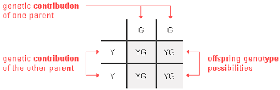 It is a diagram that is used to find the result of a specific cross or breeding experiment. Basic Principles Of Genetics Probability Of Inheritance