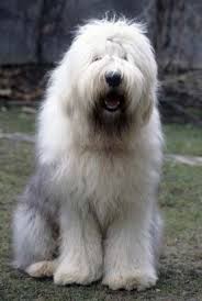 Sheep Dog Want And Name Him Barkley Dogs Animals Cute Kopek Hayvanlar Kopekler Englischer Schaferhund Bobtail Welpen Hunderassen