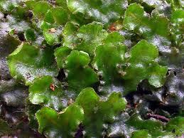 Image result for Vernonia hirsuta