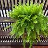 The autumn fern is hardy in usda zones 5 through 9. Https Encrypted Tbn0 Gstatic Com Images Q Tbn And9gcrspr493cbah0xgmyeufitofcatk59gfvmtfgslkb3cjt8cx8ij Usqp Cau