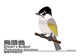 台灣鳥類q版系列 bird art animals bird
