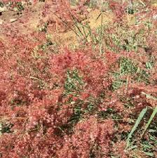 Image result for Melinis repens