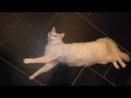 Cat O Cat Youtube