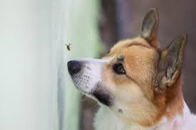 Link video baby puppy viral. Dog Shows Off Wasp Sting To Gain Sympathy In Adorable Viral Video