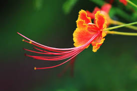 We did not find results for: Phoenix Flower Language The Plant Aide