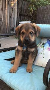 More images for rottweiler mix puppies oregon » My 10 Week Old Baby Mastiff Rottweiler Pyrenees Mixed Puppy Mastiff Mix Puppies Mixed Puppies