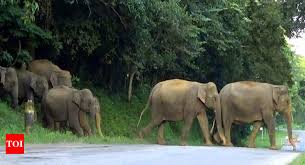 Image result for Kaziranga India earthquakes