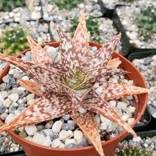 Image result for Aloe barendii