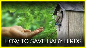 Punch or cut holes on the bottom of the container and line the container with paper towels. How To Save Baby Birds Action Peta Org