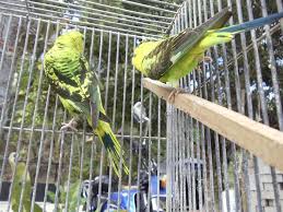 We like the shaker styles using alder wood. Black Wings Budgies Posts Facebook