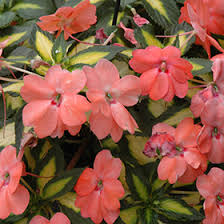 Image result for Impatiens sylvicola