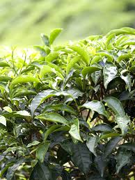 Image result for Camellia sinensis