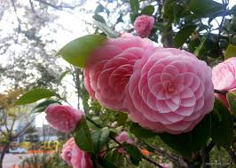 If you are a nature enthusiast i'm sure you will be stunned by the brilliance of colours which nature provides us. 25 Most Amazing And Weird Flowers From Around The World