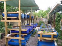 Such knowledge can be useful in the event of war or economic collapse. Barrel Aquaponic Systems Backyard Aquaponics Backyard Aquaponics Aquaponics Aquaponics System