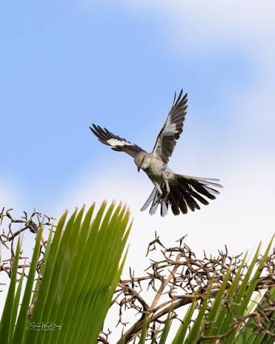 Northern Mockingbird A week before I took this photo series, I noticed a  Northern Mockingbird doing some strange, acrobatic jumps, leaping from the  top of a tree, flapping in mid-air, then landing