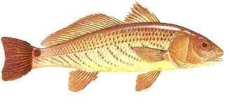 Red Drum And Redfish Habitat Bait And Fishing Tackle Used To Catch Saltwater Reds Fish Red Fish Saltwater Fishing Lures