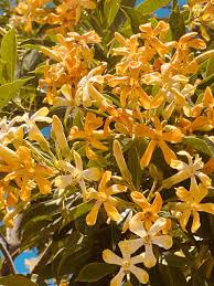 Image result for Hymenosporum