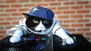 How Cats Won The Internet Dj Kitty Cats Cats And Kittens